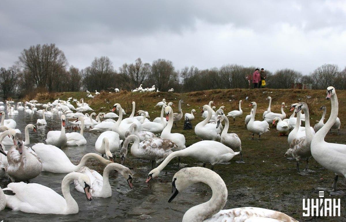 Laiku raskite žąsį tarp gulbių / koliažą su nuotraukomis Moje