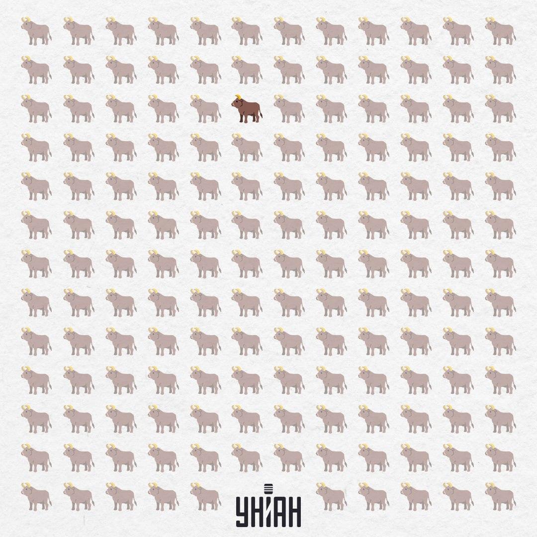 Jis pasislėpė centre, beveik nuo pat viršaus / Moje koliažas