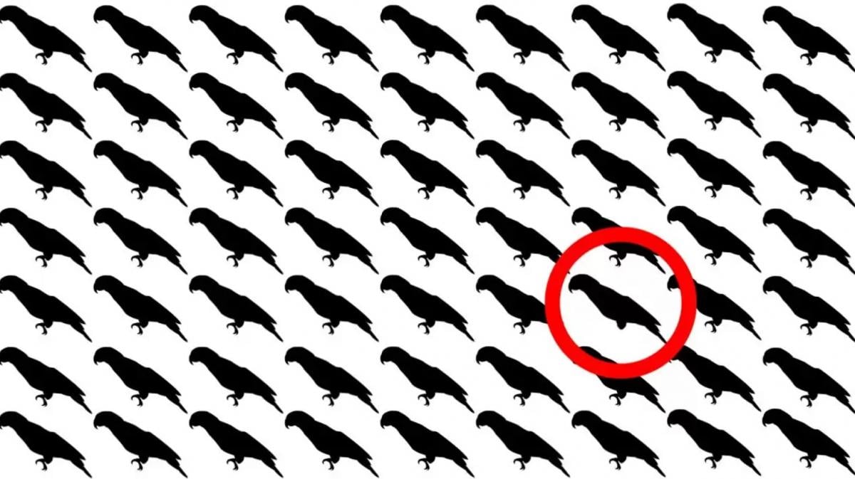 Tik 5% žmonių per 10 sekundžių suras papūgą šioje optinėje iliuzijoje