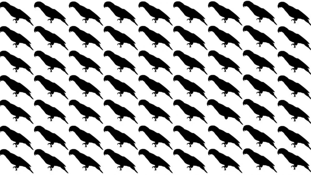 Tik 5% žmonių per 10 sekundžių suras papūgą šioje optinėje iliuzijoje