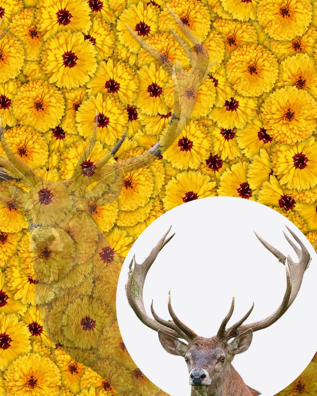 Tik 1 iš 10 žmonių paveiksle elnią suras per 7 sekundes: labai sudėtinga optinė apgaulė