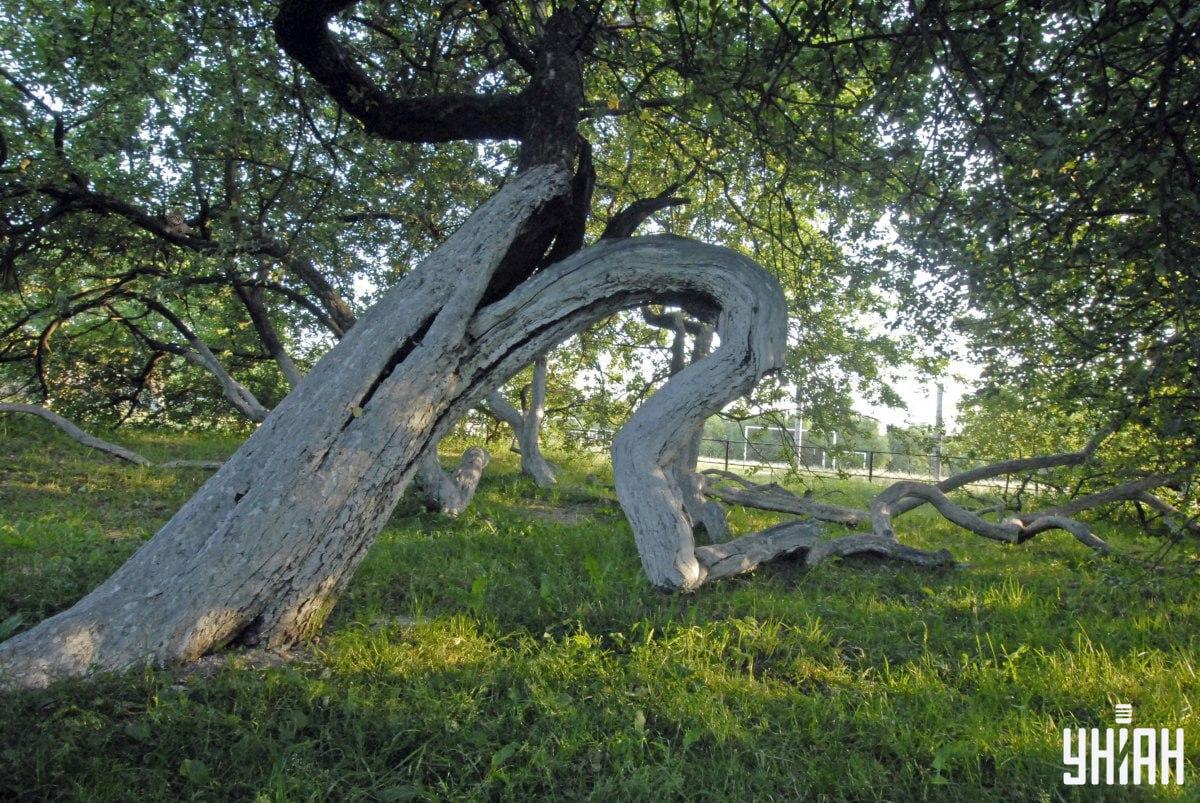 Gyvūnas gali būti bet kurioje vaizdo dalyje / Moje koliažas