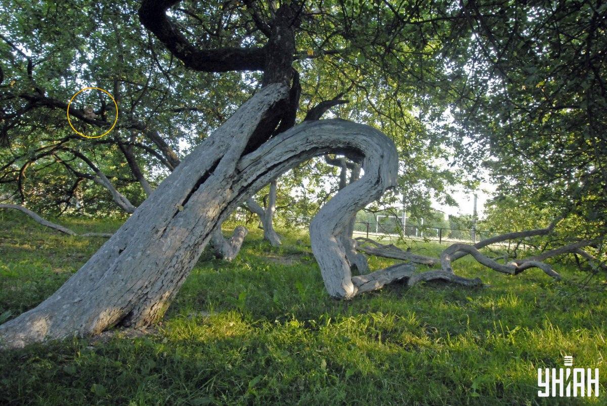 Mūsų katė atsigulė ant medžio šakų / Koliažas Moje