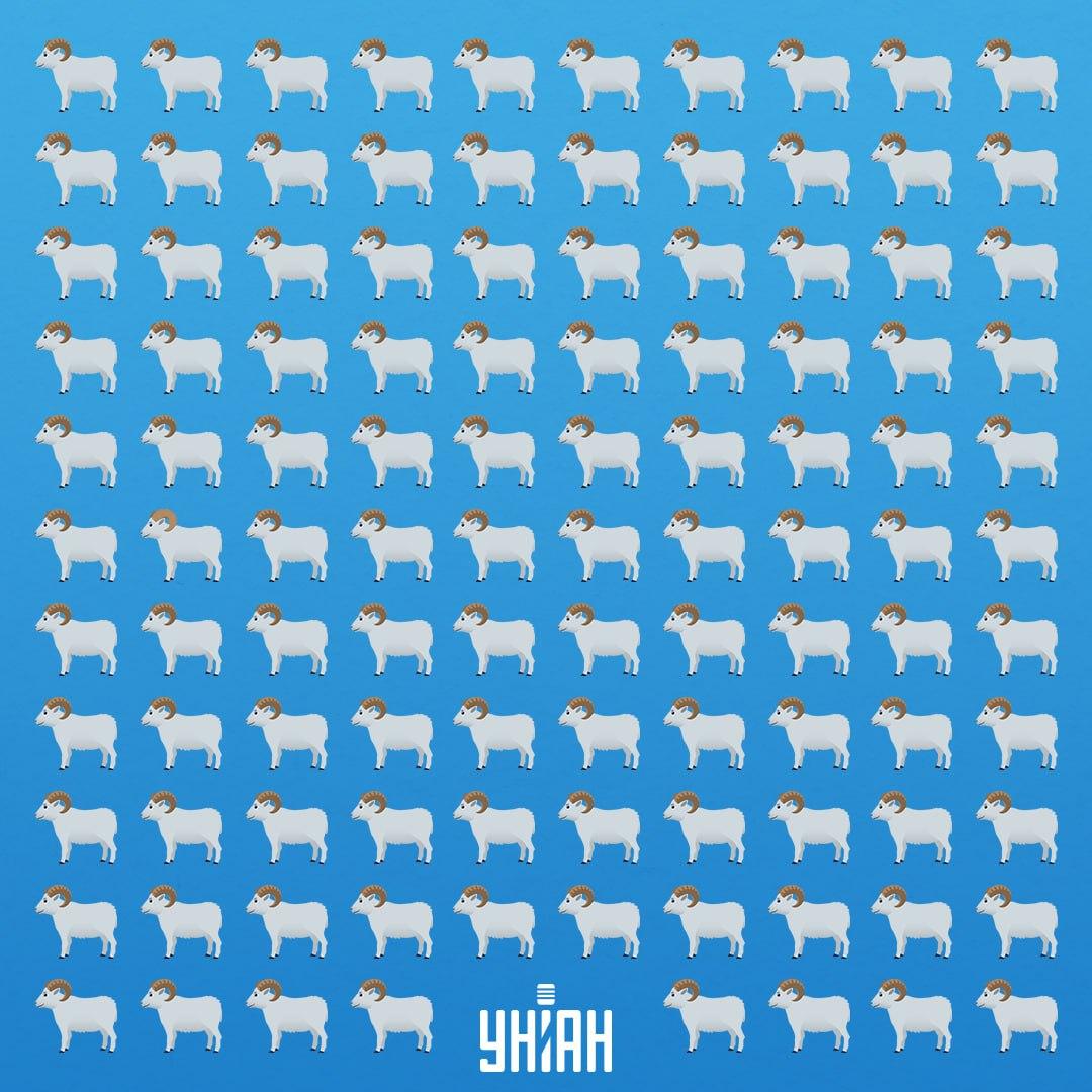 Yra 7 sekundės pamatyti gudrų gyvūną / Moje koliažas