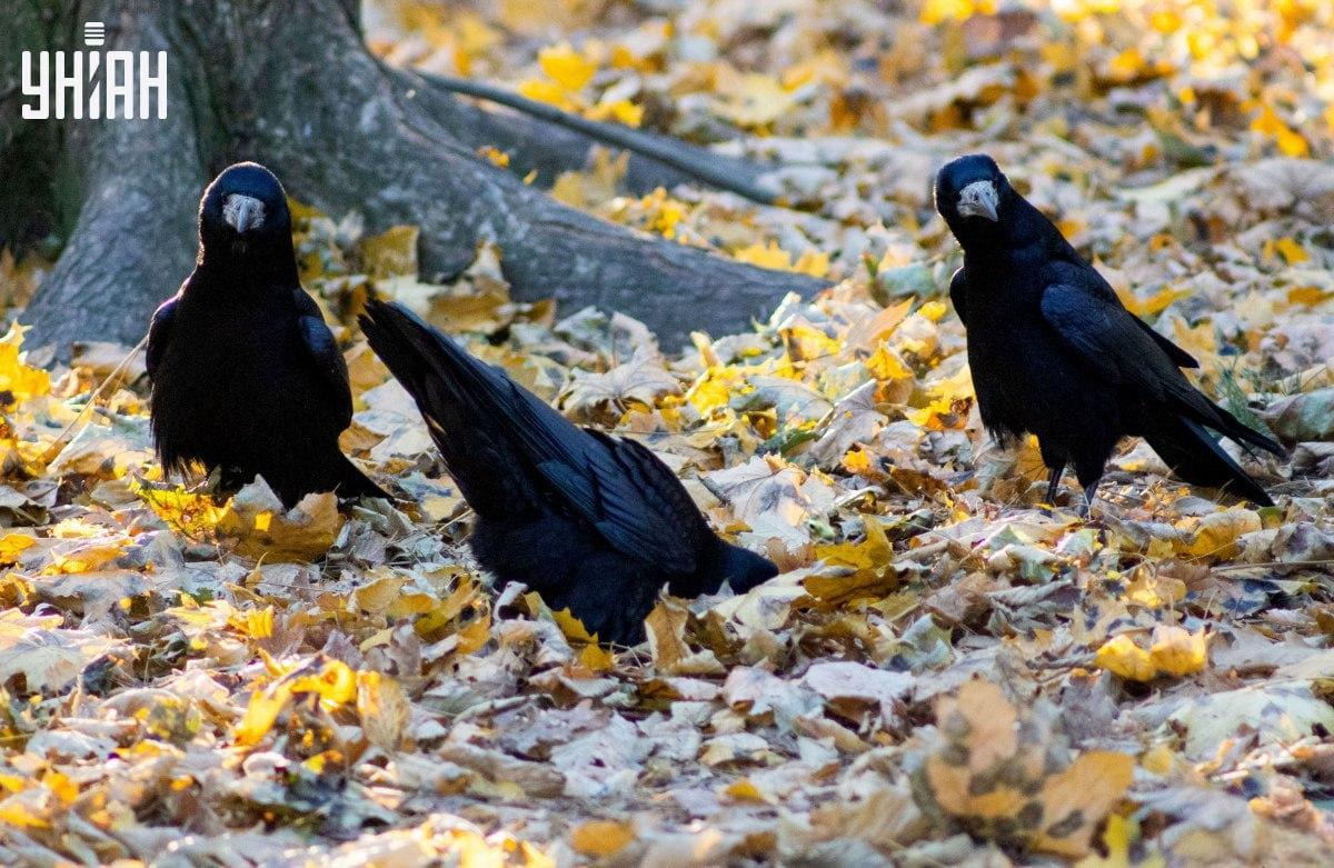 Labai greitai raskite varlę paveikslėlyje / koliažas su nuotraukomis Moje