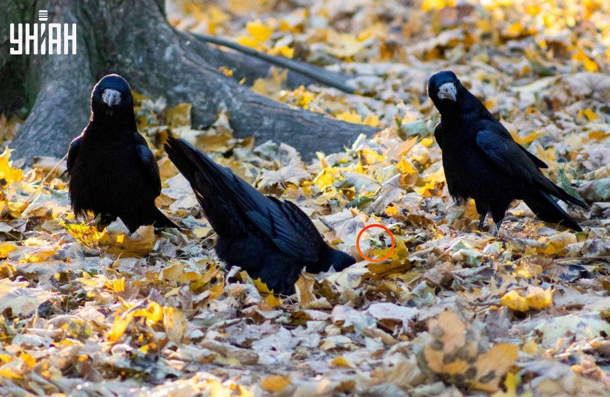 Varlė buvo beveik galvosūkio / koliažo centre su nuotrauka Moje