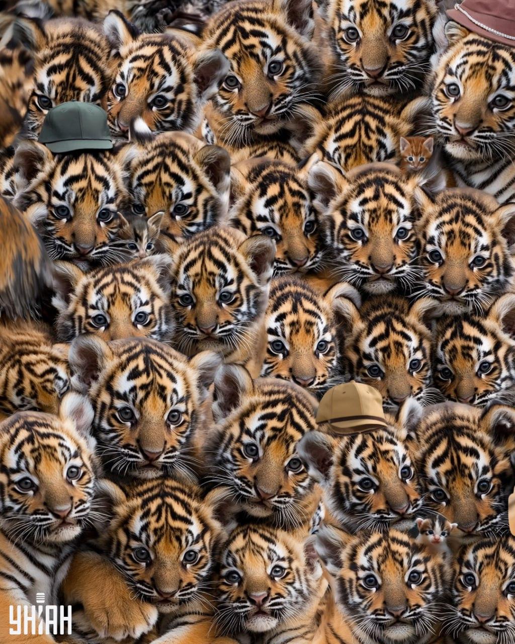 Raskite tris kačiukus tarp tigrų / Moje