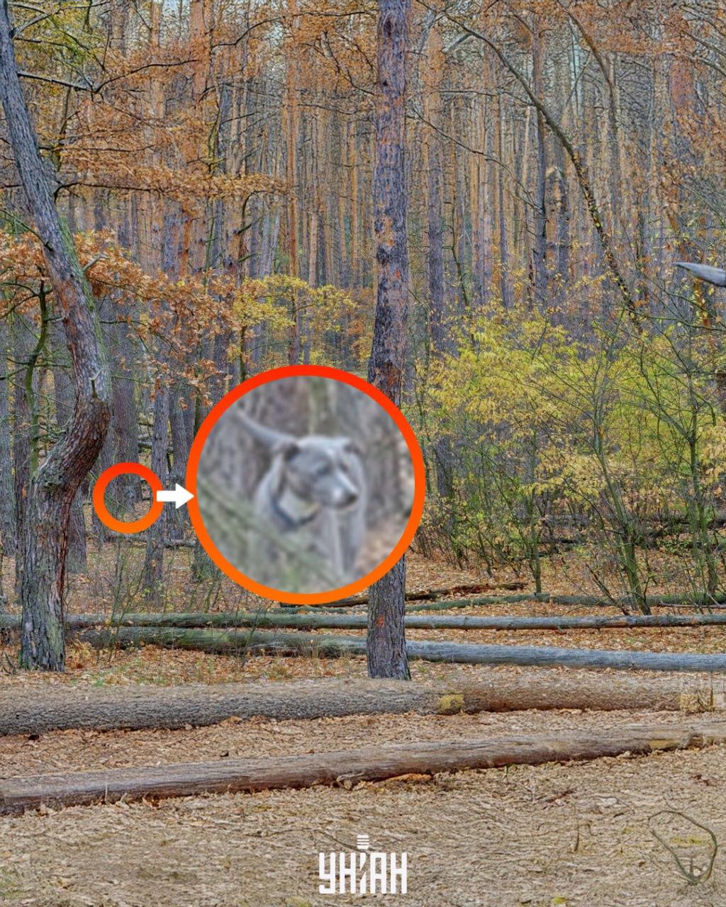 nuotrauka Moje, Falin Vladimir