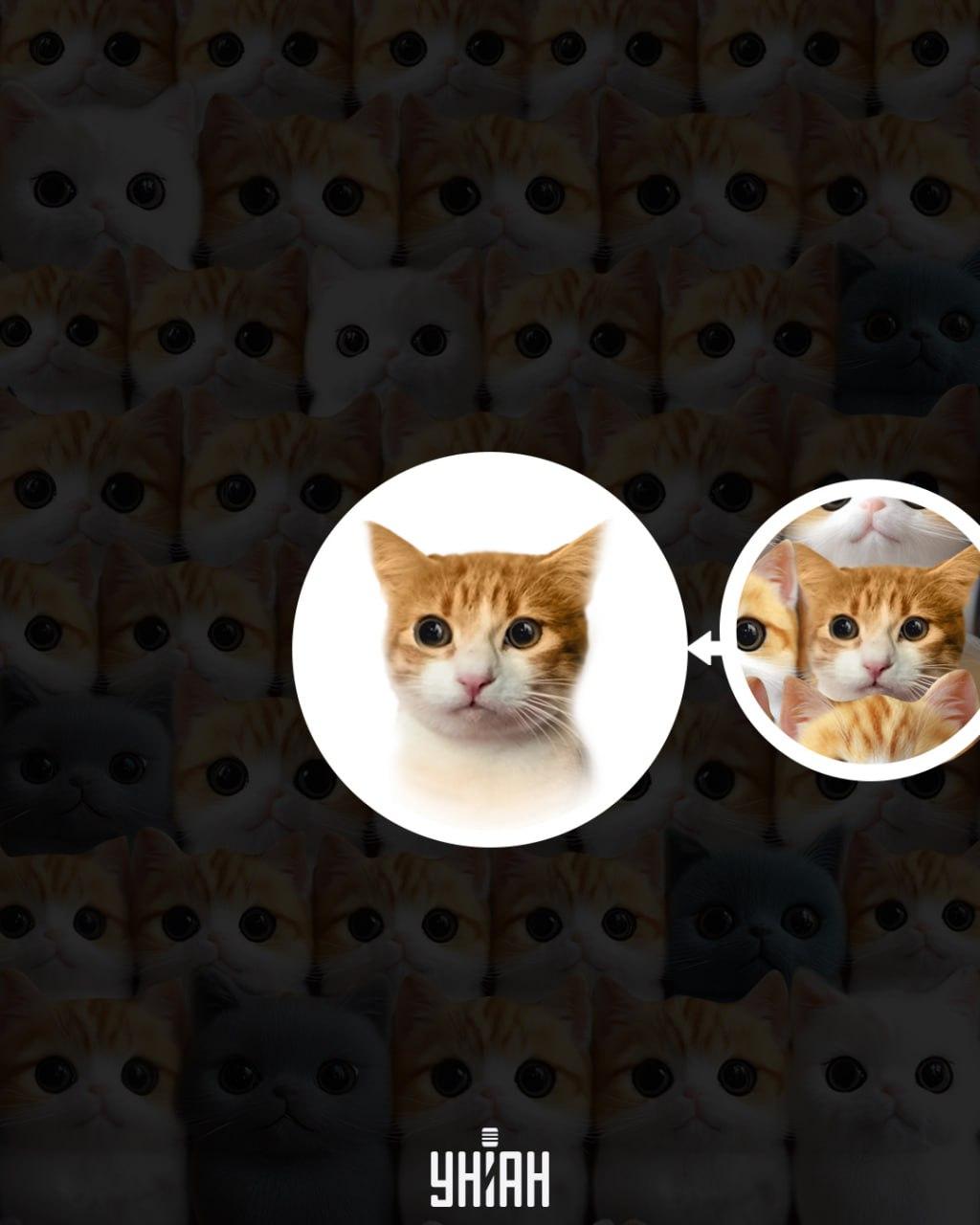 koliažas Moje koliažas Moje su pažymėta atsakymu