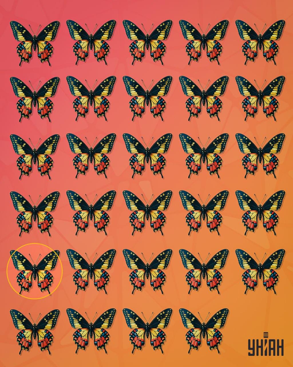 Keistas drugelis buvo antroje eilutėje nuo vaizdo apačios / Moje koliažas Keistas drugelis buvo antroje eilutėje nuo vaizdo apačios / Moje koliažas