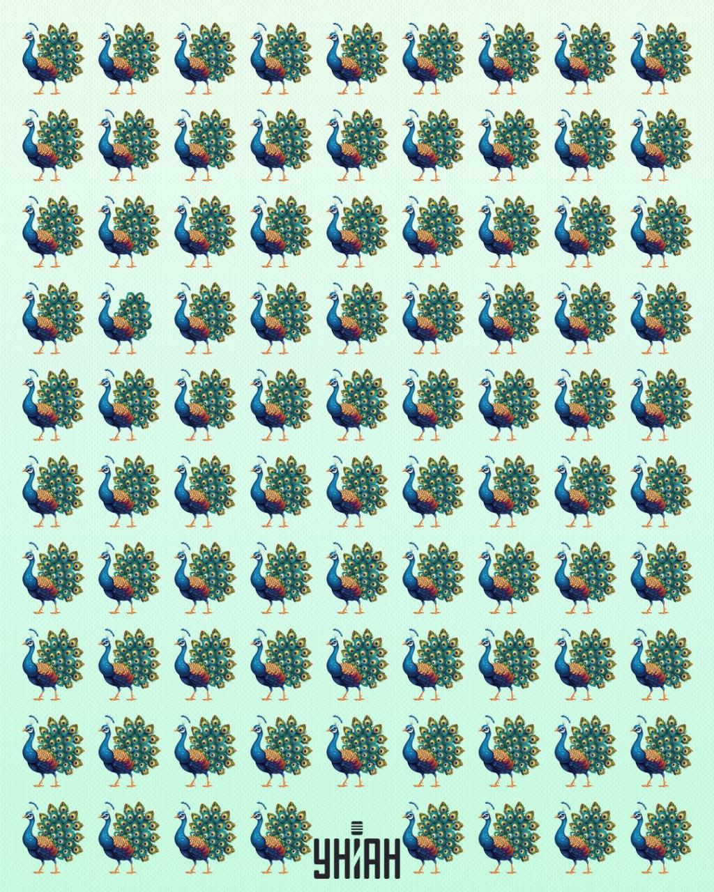 Turėtumėte rasti ekscentrišką povo / Moje koliažą