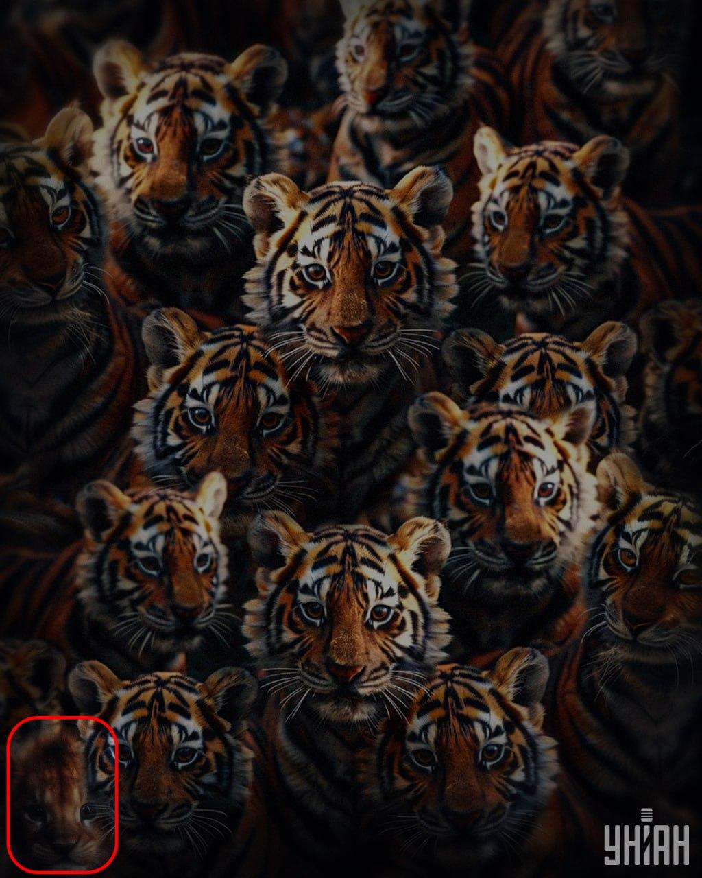 Liūto jauniklis Liūto jauniklis