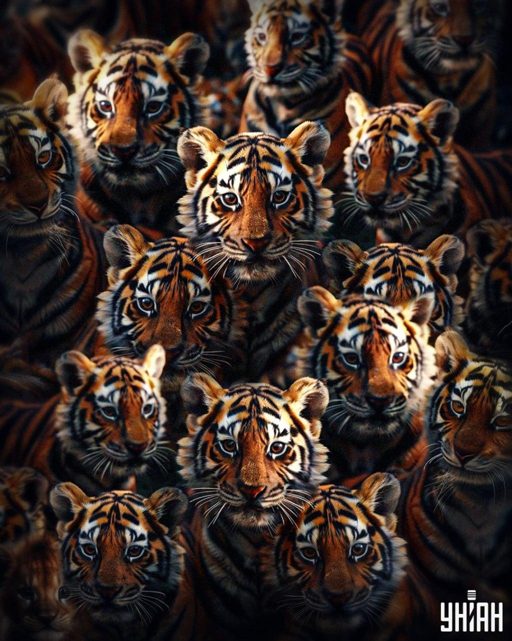 Tarp tigrų per 8 sekundes turime rasti liūto jauniklį / Moje koliažas Tarp tigrų per 8 sekundes turime rasti liūto jauniklį / Moje koliažas