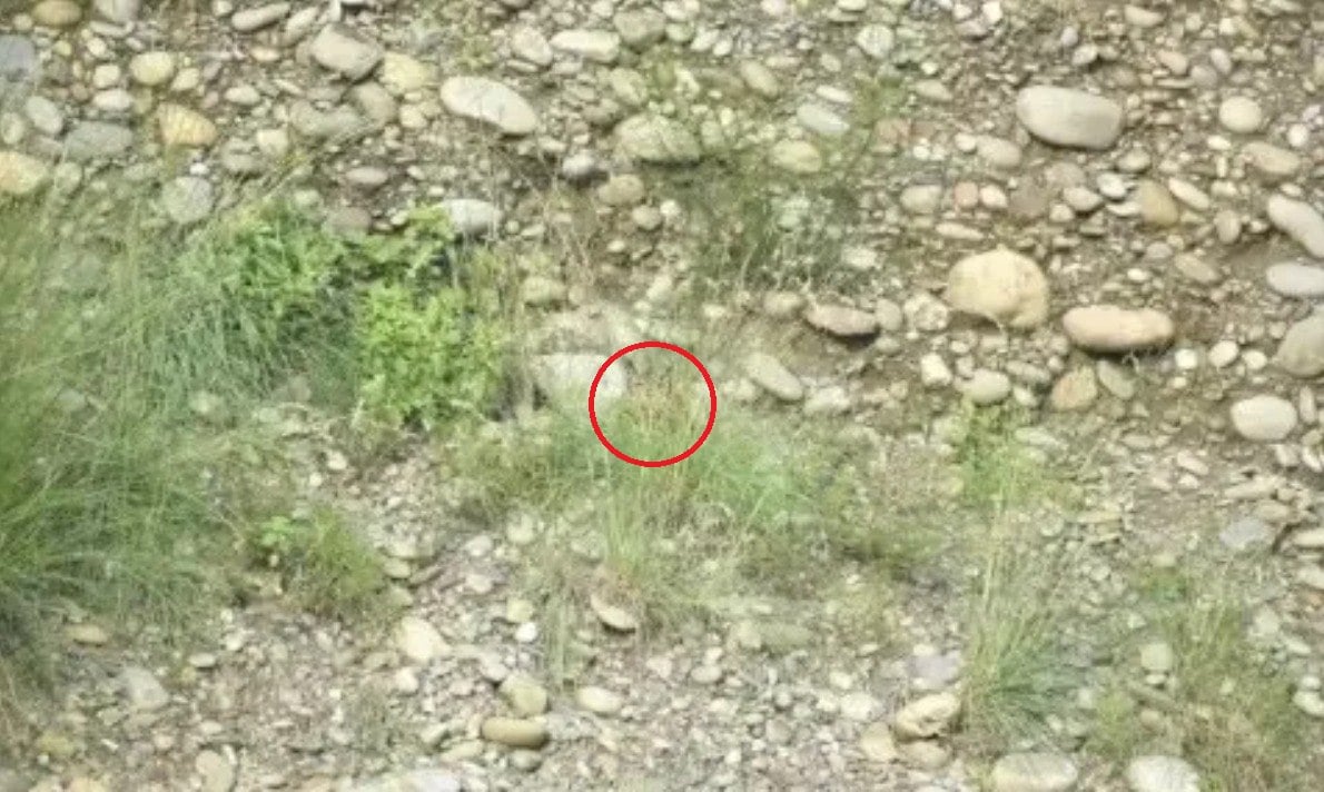 Optinė apgaulė Optinė apgaulė