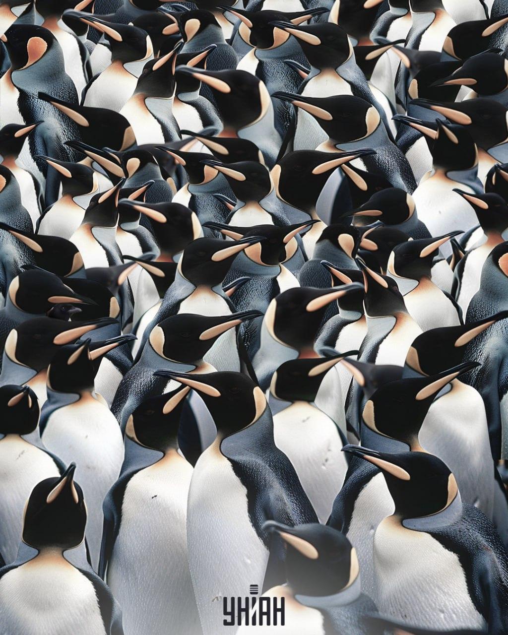 Turime rasti šarką tarp krūvos pingvinų / Moje koliažas