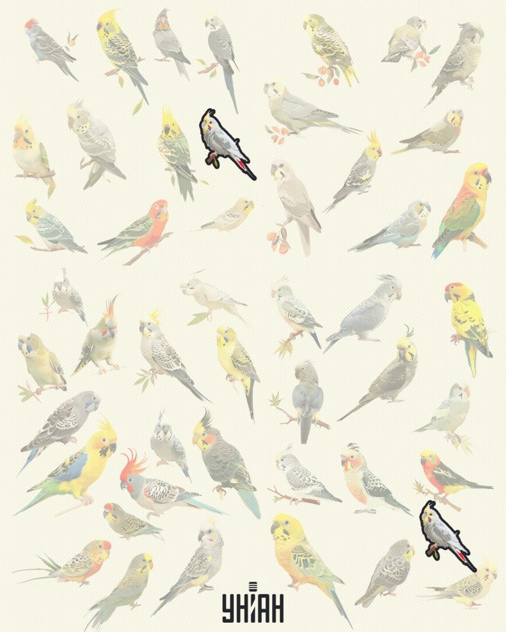 Paukščiai tokie patys Paukščiai tokie patys