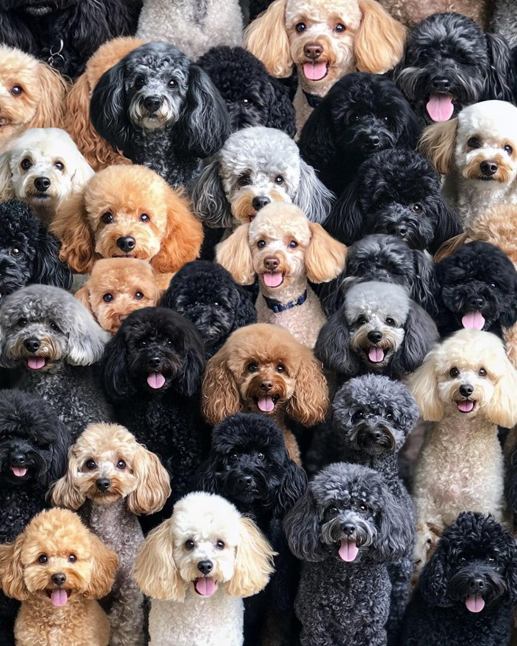 Turime rasti avį ant optinės mįslės / koliažo Moje