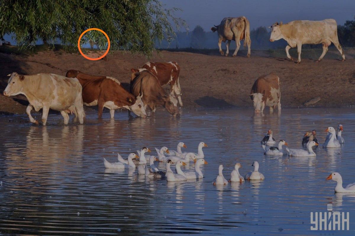 Šuo buvo po medžio šakomis / koliažas su nuotraukomis Moje Šuo buvo po medžio šakomis / koliažas su nuotraukomis Moje