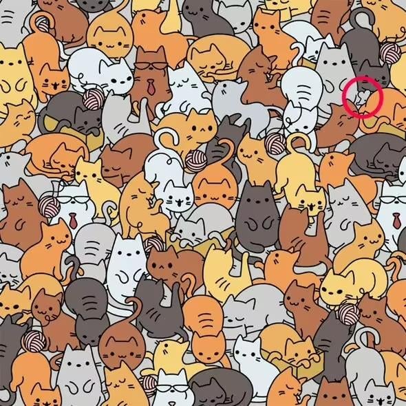 Sprendimas / „Everypaw“ gyvūnų draudimas Sprendimas / „Everypaw“ gyvūnų draudimas