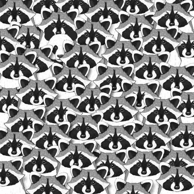 Iliuzija dėmesingiausiems: tik nedaugelis sugebės tarp meškėnų rasti pandą Iliuzija dėmesingiausiems: tik nedaugelis sugebės tarp meškėnų rasti pandą