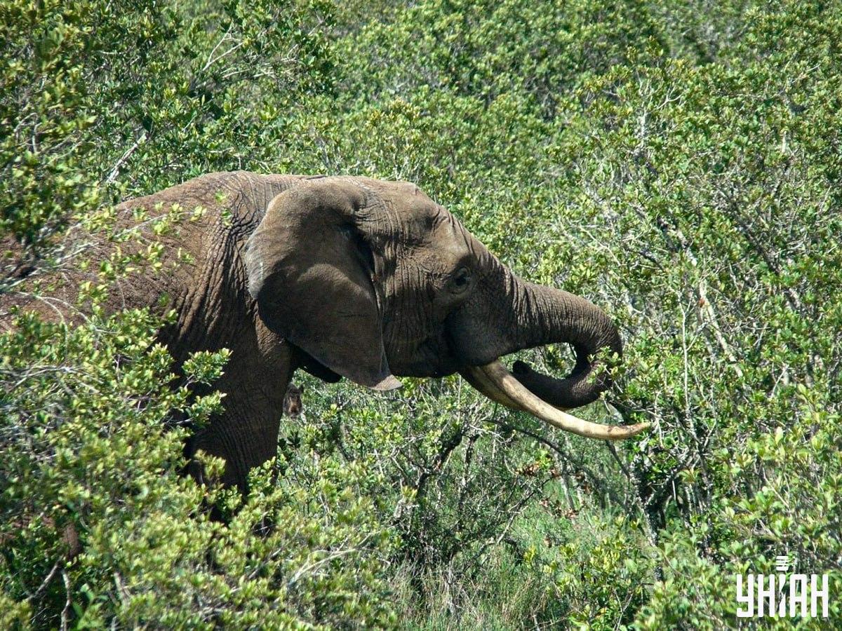 Raskite šerną vos per 10 sekundžių / koliažas su nuotraukomis Moje