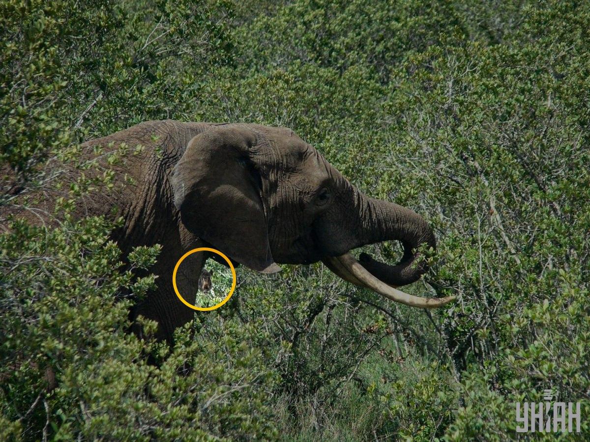 Šernas buvo beveik galvosūkio / koliažo su nuotrauka Moje centre