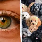 Avį tarp šunų reikia rasti per 7 sekundes: galvosūkis su