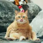 Kur pasislėpė katė: murkimą per porą sekundžių suras tik tikras