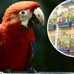 Smagi iliuzija genijams: tik nedaugelis gali rasti papūgą per 15