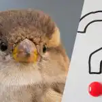 Tarp kormoranų per 9 sekundes reikia rasti pasiklydusį žvirblį: nuostabus