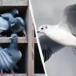 Tik nedaugelis ras balandį tarp ančių, žuvėdrų ir gulbių per