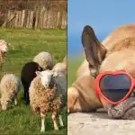 Visi mato avis, o tik puikų intelekto koeficientą turintys žmonės