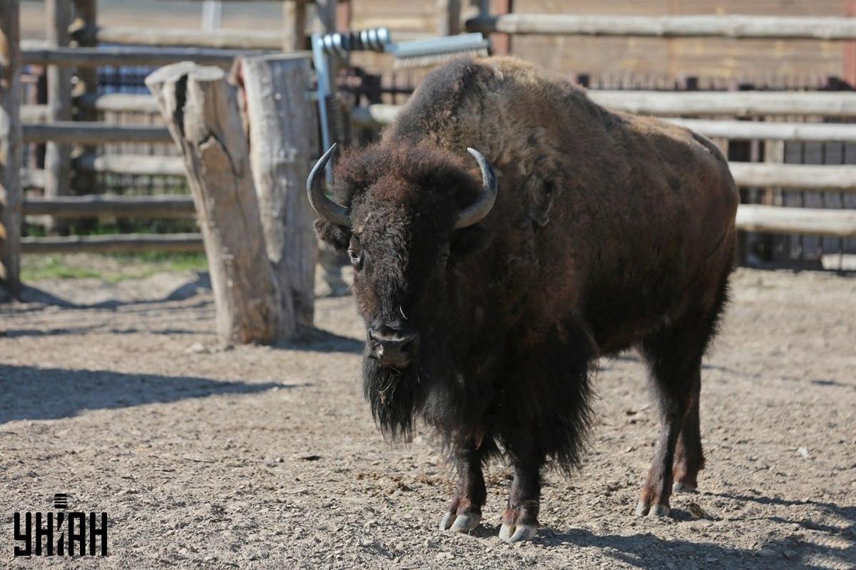 Pabandykite laiku surasti žvirblį dėlionėje / koliažą su nuotraukomis Moje Pabandykite laiku surasti žvirblį dėlionėje / koliažą su nuotraukomis Moje
