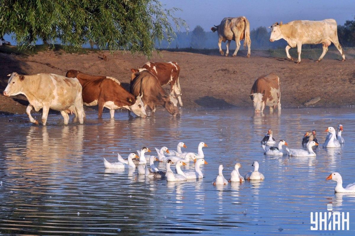 Raskite šunį greičiau nei per 10 sekundžių / koliažas su nuotraukomis Moje Raskite šunį greičiau nei per 10 sekundžių / koliažas su nuotraukomis Moje