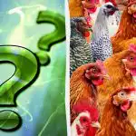 Visi mato viščiukus, bet gudrų gaidį reikia rasti per 7